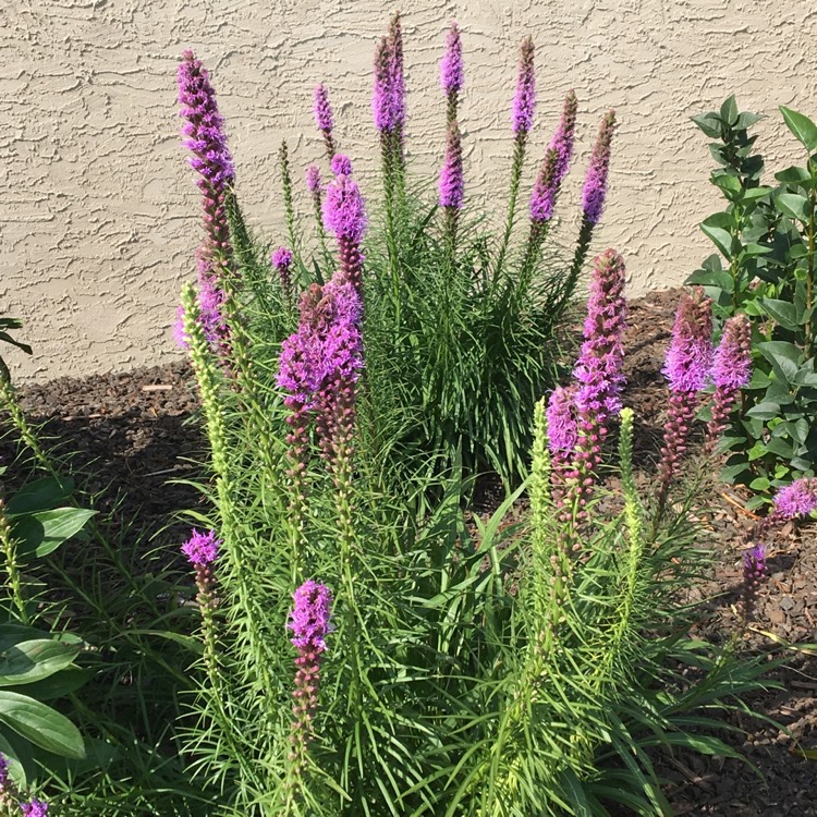 Plant image Liatris spicata 'Kobold'