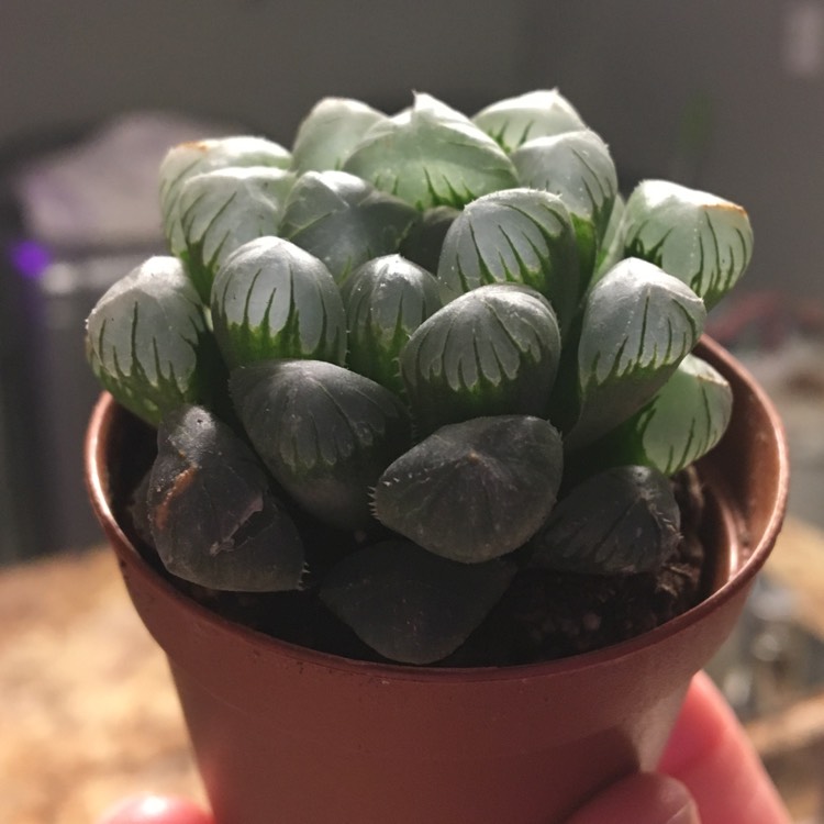 Haworthia Cooperi, Haworthia 'Cooperi' - uploaded by @seclarke