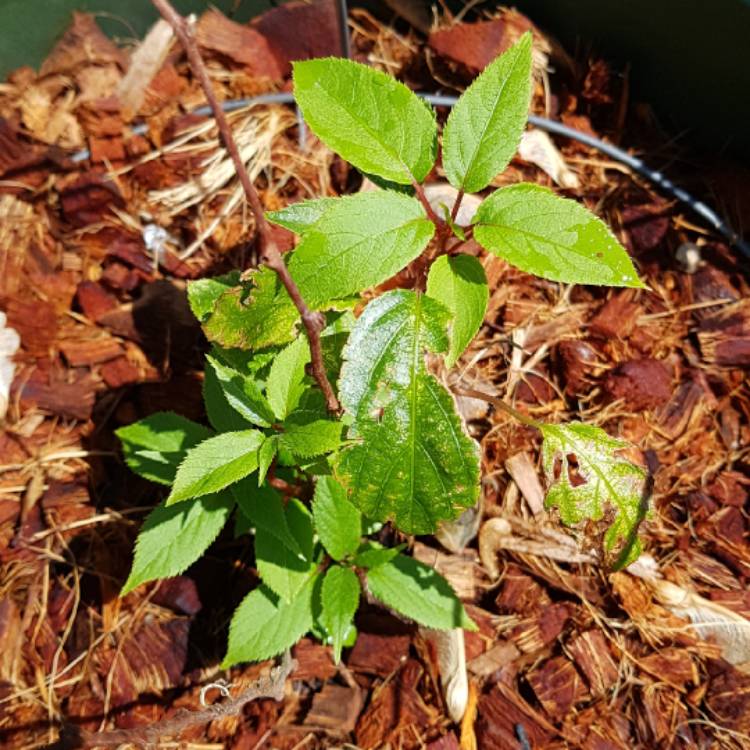 Plant image Actinidia arguta