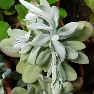 Amani Senecio