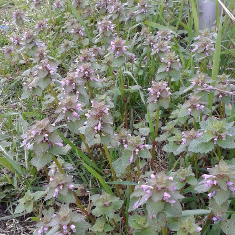 Plant image Lamium purpureum