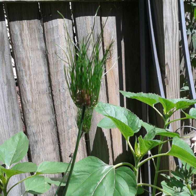 Plant image Allium oleraceum