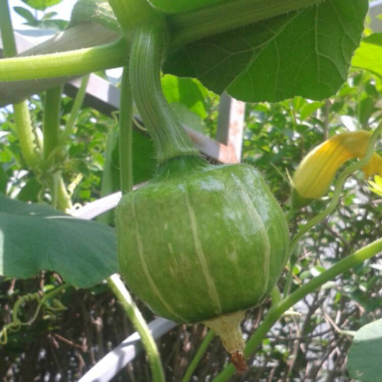 Plant image Cucurbita Maxima 'Buttercup'