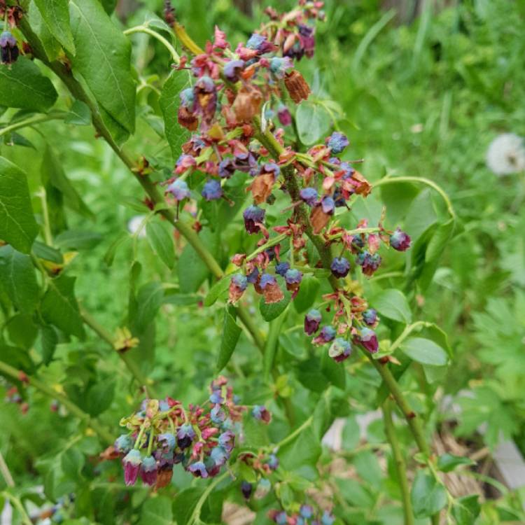 Plant image Vaccinium corymbosum 'Northland'