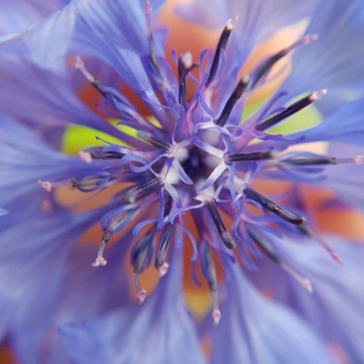 Plant image Centaurea cyanus 'Double Blue'.