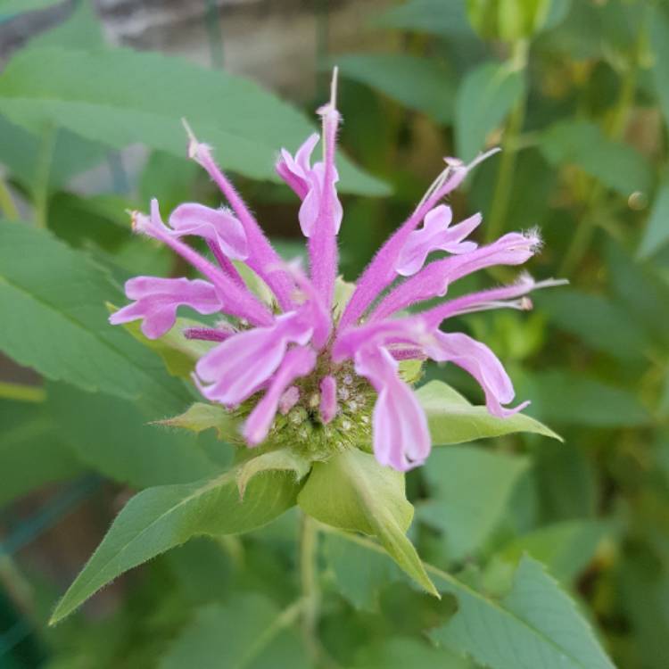 Plant image Monarda Didyma 'Balmy Lilac'