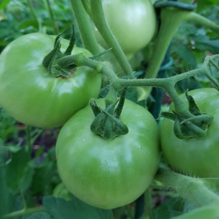 Plant image Solanum lycopersicum 'Red Beefsteak'