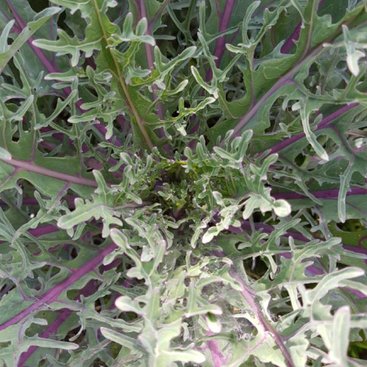 Plant image Brassica oleracea (Acephala Group) 'Red Ursa'