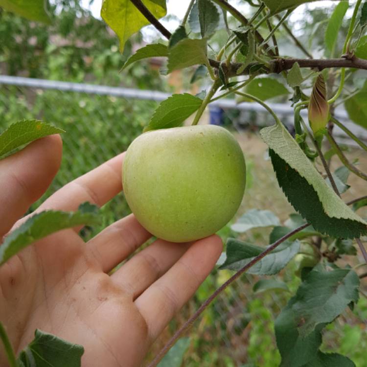 Plant image Malus domestica 'Fuji'