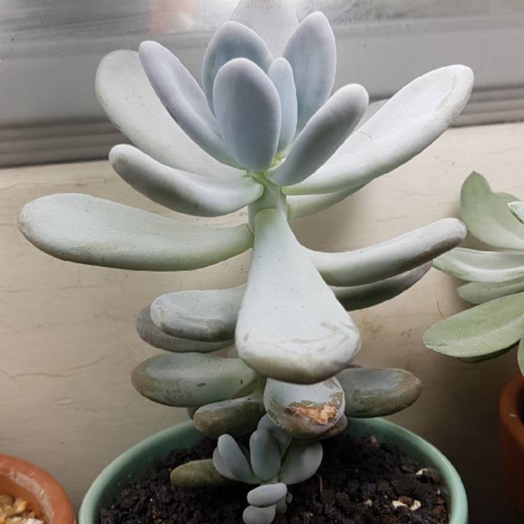 Plant image Pachyphytum bracteosum