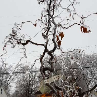 Corylus avellana 'Contorta'