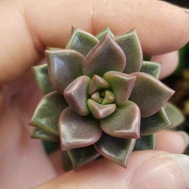 x Graptosedum Bronze