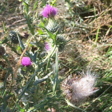 Cirsium vulgare