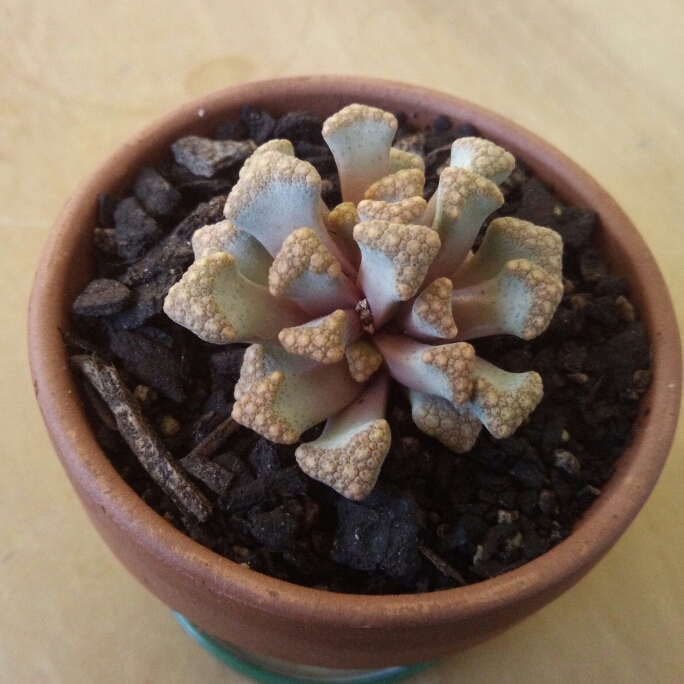 Plant image Titanopsis 'Hugo-schlechteri'