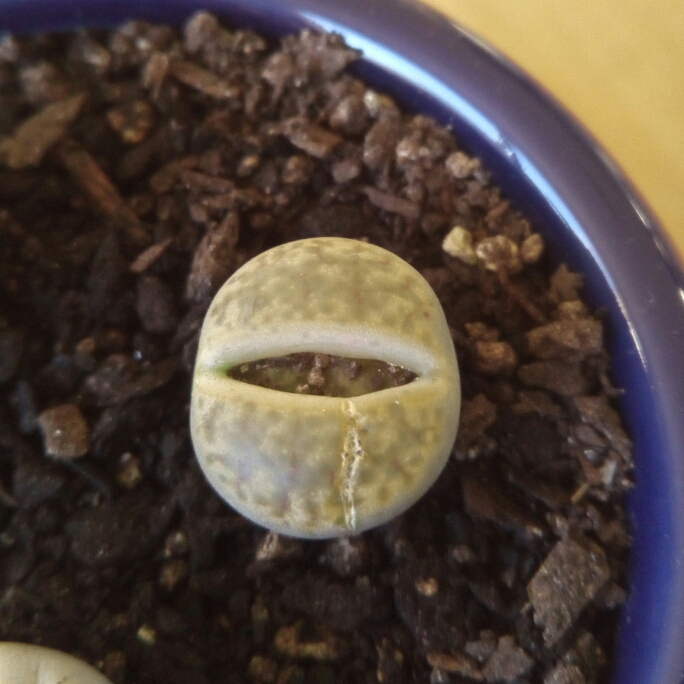 Plant image Lithops Hermetica C397