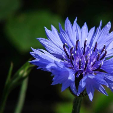 Centaurea