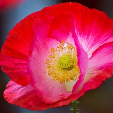 Papaver rhoeas