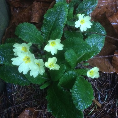 Primula vulgaris 'Bulgaria'