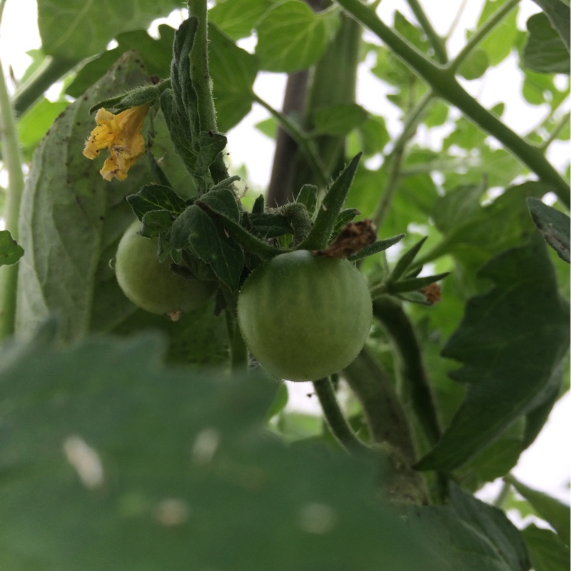 Tomato 'Sungold'