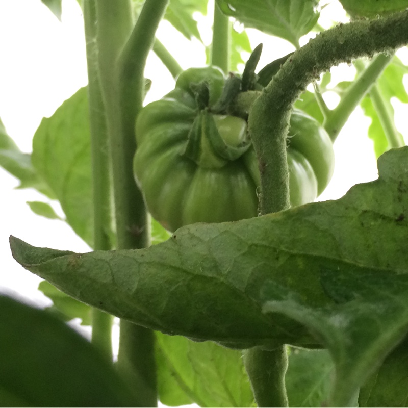 Tomato 'Black Russian'