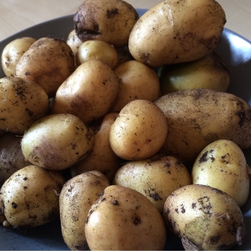 Potato 'Rocket'