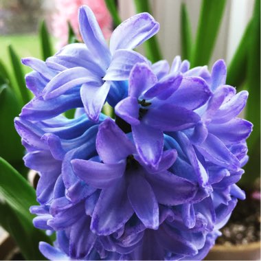 Hyacinth 'Delft Blue'