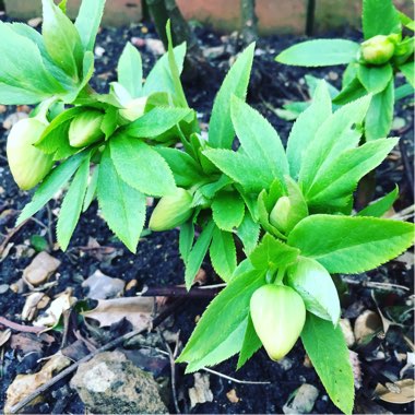 Hellebore