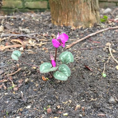 Florist's Cyclamen 'Halios Fantasia Deep Rose'