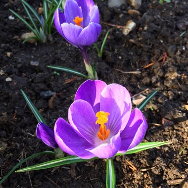 Crocus 'Remembrance'