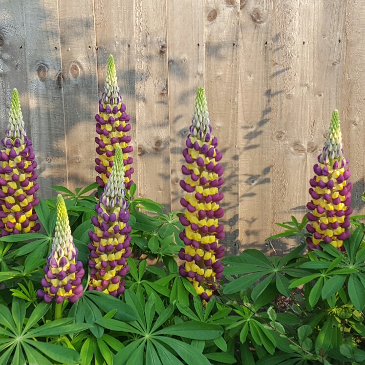 Plant image Lupinus 'Manhattan Lights'