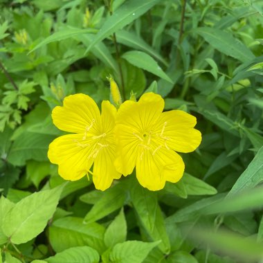 Common evening primrose