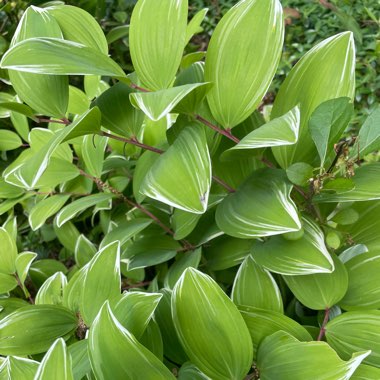 Gaultheria mucronata 'White'