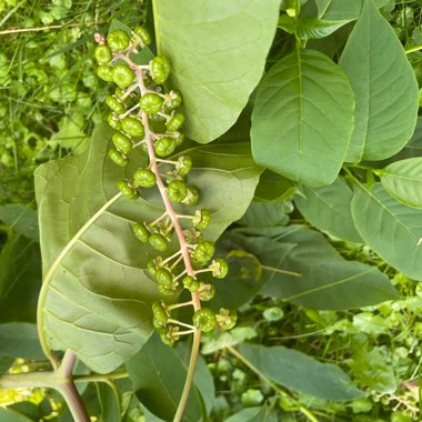 American Pokeweed