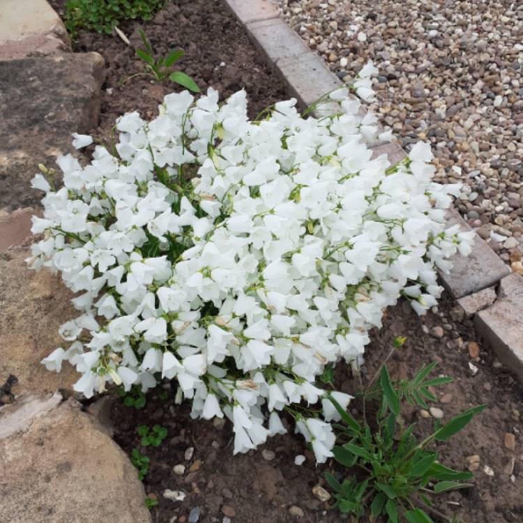 Plant image Campanula cochlearifolia var. alba 'White Baby' (Baby Series)