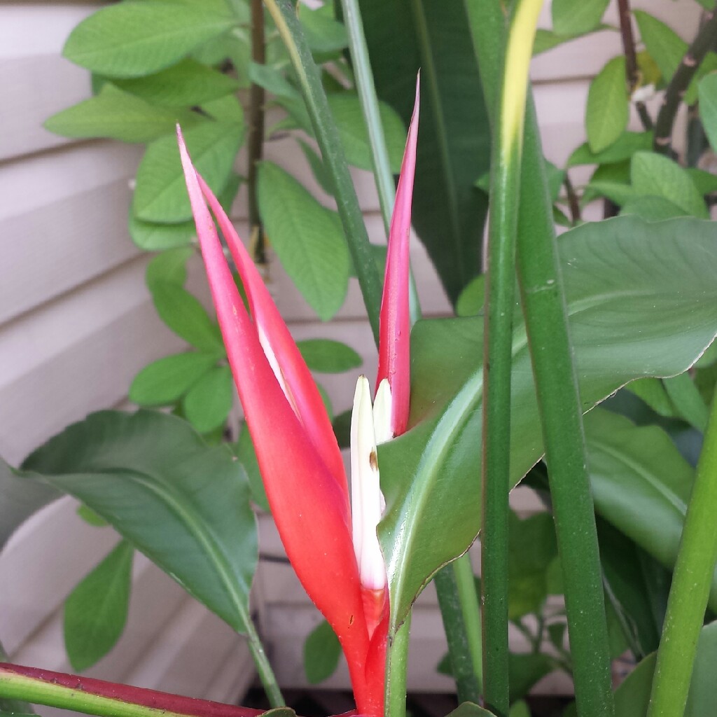 Heliconia angusta 'Red Christmas'