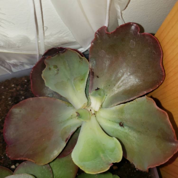 Plant image Echeveria Gigantea Sp.