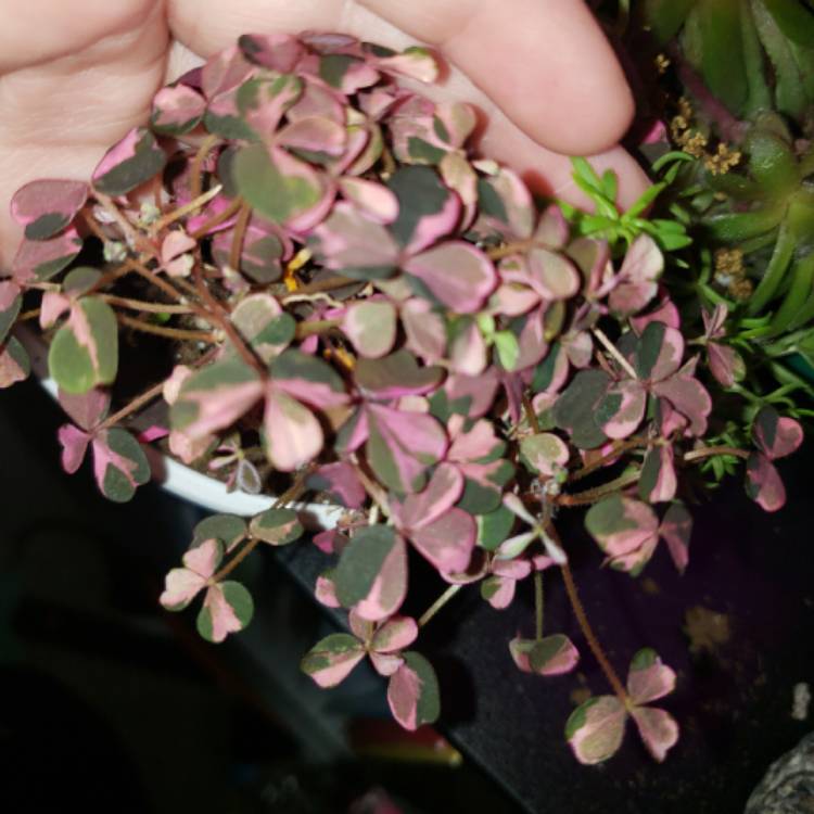 Plant image Oxalis 'Plum Crazy'