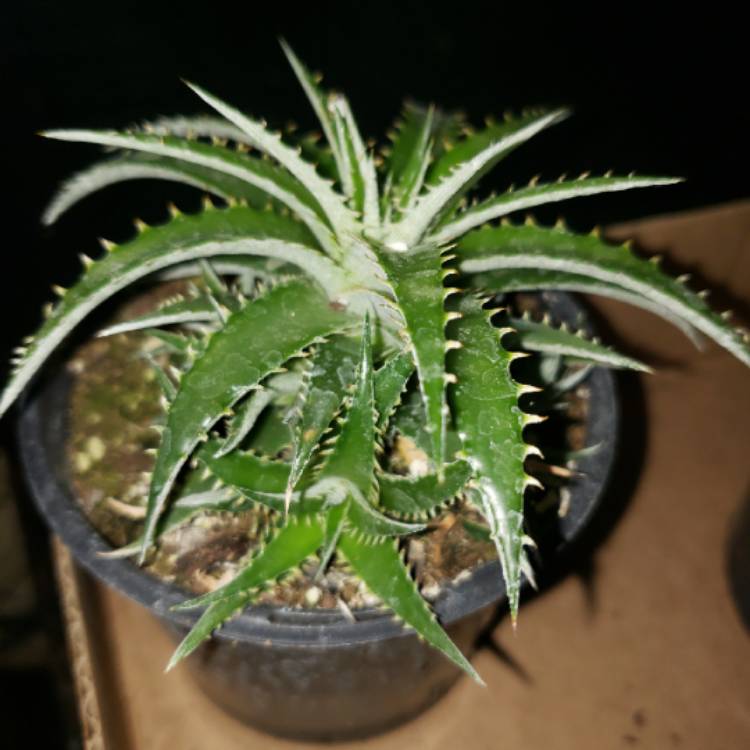 Plant image Dyckia Brevifolia