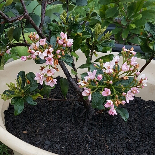 Plant image Escallonia 'Apple Blossom'