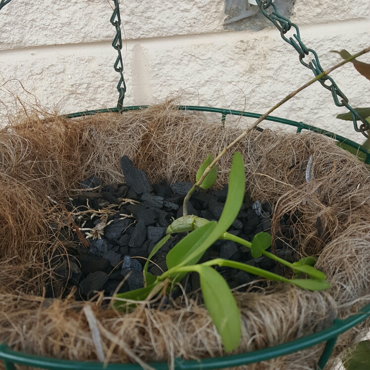 Plant image Dendrobium crumenatum