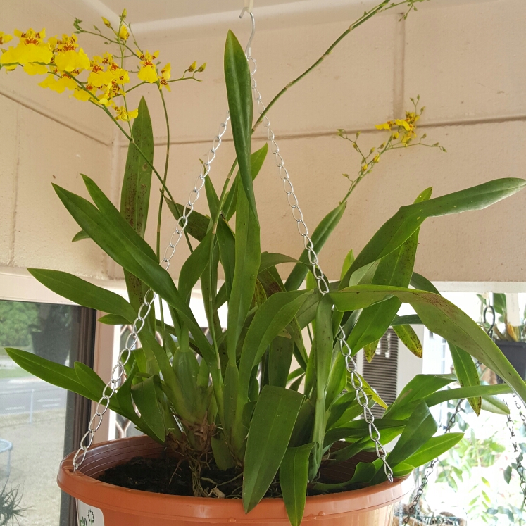 Plant image Oncidium varicosum