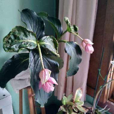 Medinilla magnifica