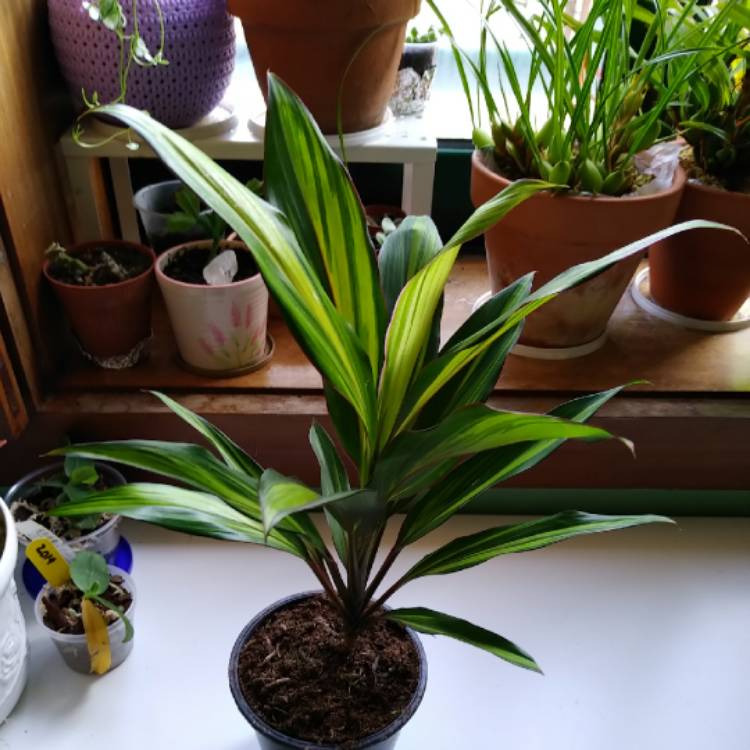 Plant image Cordyline fruticosa 'Kiwi'