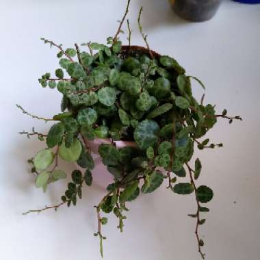 Peperomia prostrata