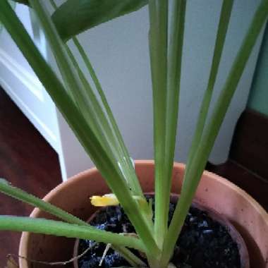 Calathea Leopardina ; Calathea Concinna