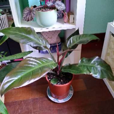 Philodendron erubescens 'Emperor Red'