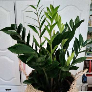 Zamioculcas zamiifolia