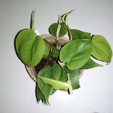 Philodendron scandens