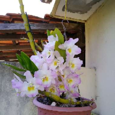 Dendrobium Nobile