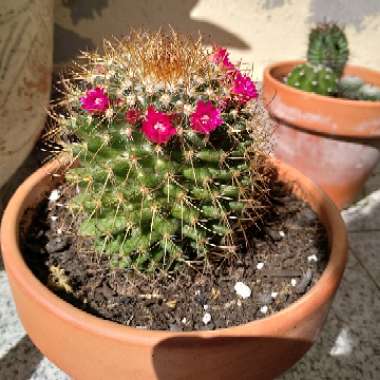 Mammillaria pilcayensis